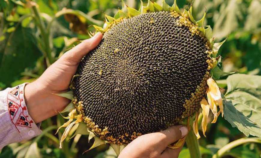 Ви зараз переглядаєте На Харківщині, через постійну загрозу ударів БПЛА, аграрії роблять ставку на соняшник