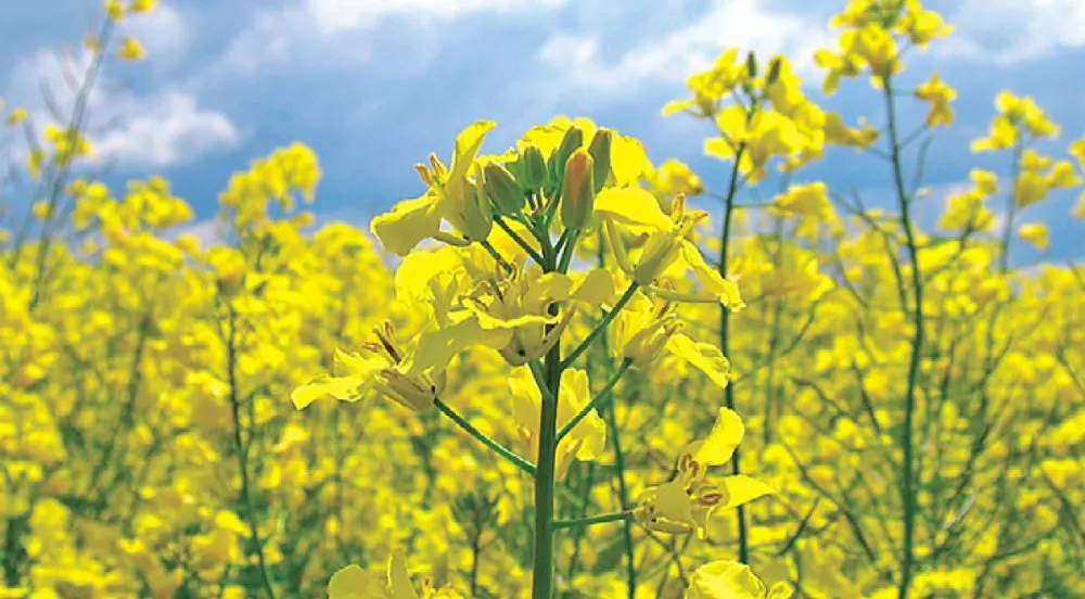 Ви зараз переглядаєте Озвучено оновлені експортні ціни на український ріпак