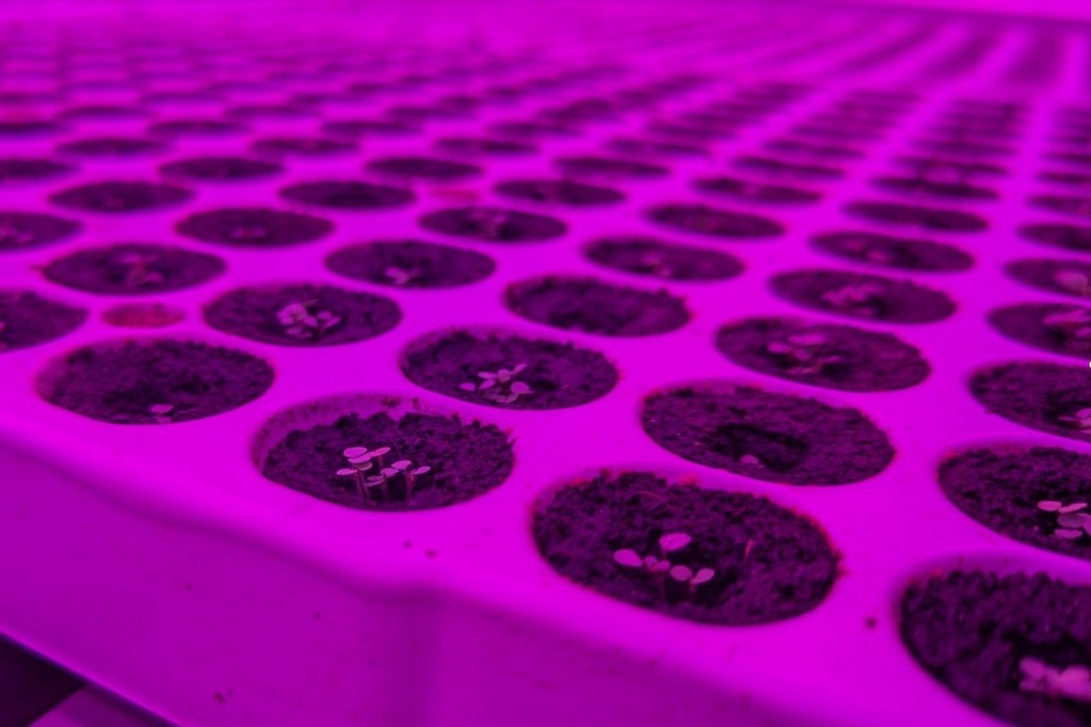 Полуниця, вирощена в закритих приміщеннях