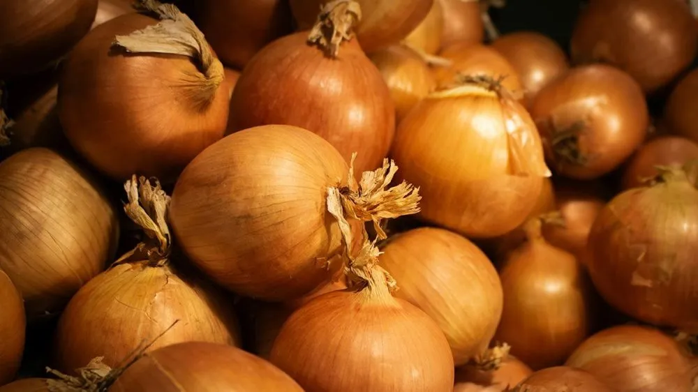 Ви зараз переглядаєте Експорт озимої цибулі відкриває нові можливості для малих фермерів