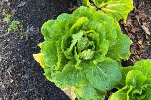 Ви зараз переглядаєте Техаське дослідження оцінює можливості виробництва кімчі з капусти, вирощеної в США