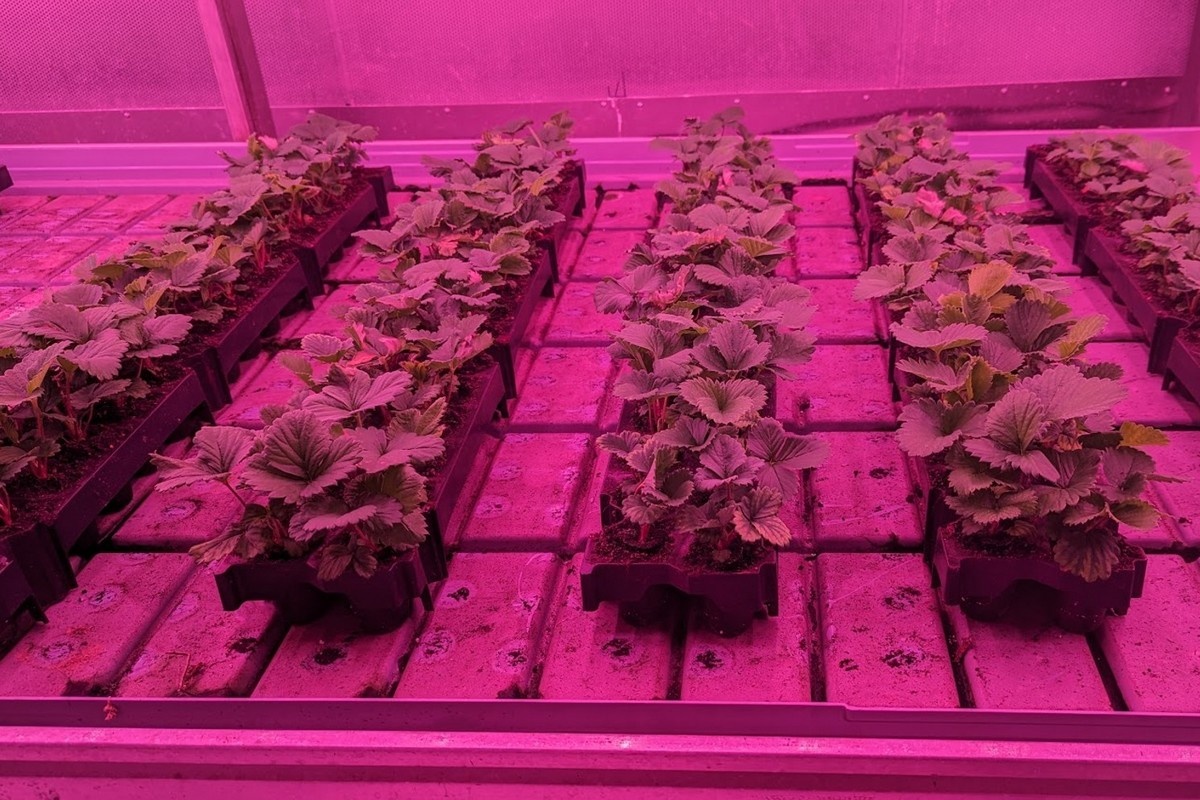 Вирощування молодих рослин полуниці