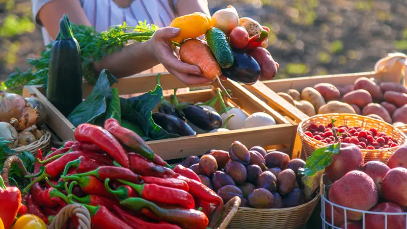 Ви зараз переглядаєте Руйнування, зрошення та логістичні бар’єри вплинули на виробництво овочів у регіонах