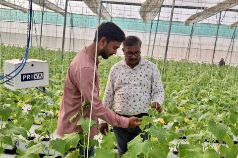 Ви зараз переглядаєте Гідропонні огірки в Раджастані: Врожайність до 6 кг у спекотних умовах