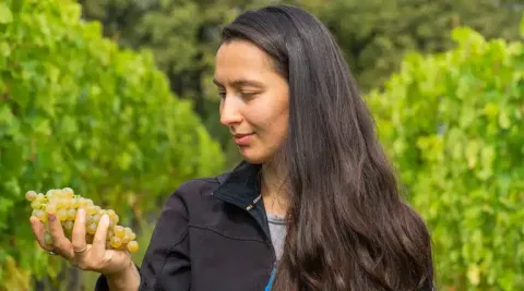 Ви зараз переглядаєте Наука про виноград: інновації у виноробстві Грузії