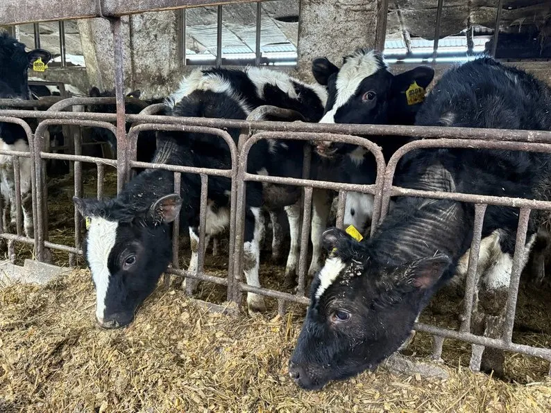 Ви зараз переглядаєте На Львівщині зима не заважає фермі стабільно виробляти молоко