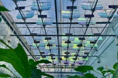 Ви зараз переглядаєте Вплив спектрально-фільтруючих сонячних панелей на врожайність солодкого перцю