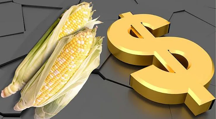 Ви зараз переглядаєте Ціни на кукурудзу зросли до $209-210 після активної другої декади січня