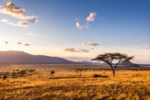 Ви зараз переглядаєте Африка втрачає генетичне різноманіття рослин: загроза для продовольчої безпеки