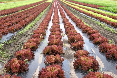 Ви зараз переглядаєте Дані з дронів покращують врожайність та використання води для високоякісних овочевих культур