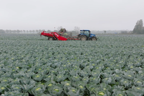 Ви зараз переглядаєте Голландський виробник квашеної капусти переходить на органічне вирощування