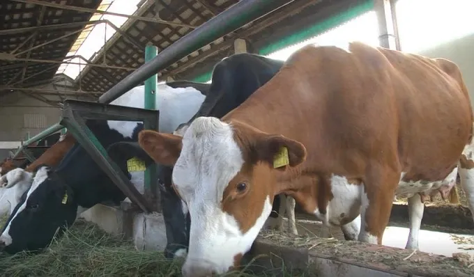 Ви зараз переглядаєте На Чернігівщині просять врятувати соціальну молочну ферму