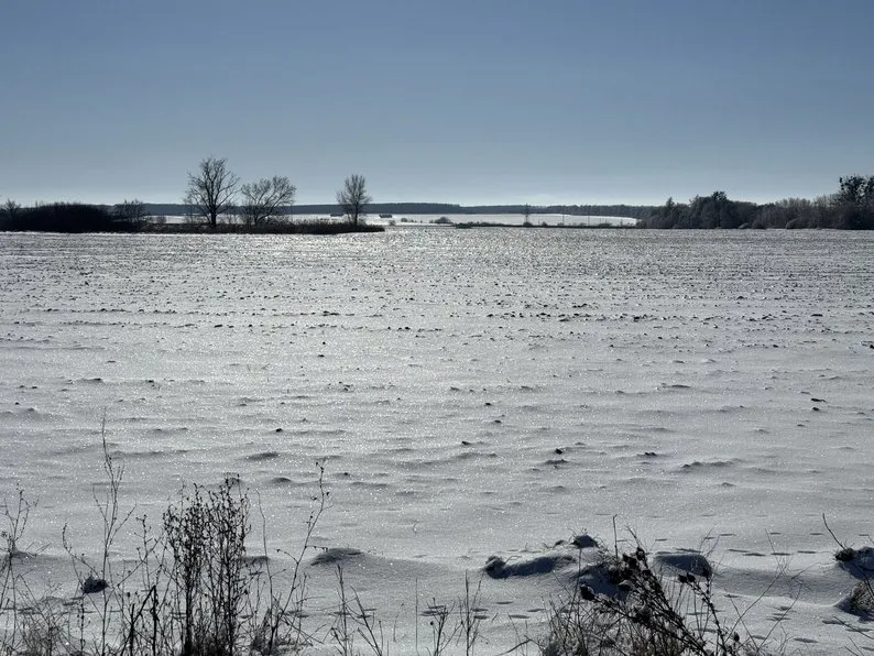 На Полтавщині аграрії занепокоєні станом озимих через глибоке промерзання ґрунту2