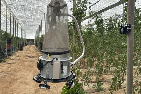 Ви зараз переглядаєте Ефективність раннього контролю Tuta absoluta у тепличних помідорах