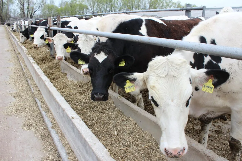 Ви зараз переглядаєте «Астарта» інвестує в модернізацію техніки для молочного тваринництва