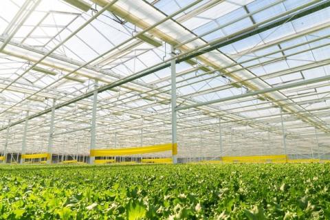 Ви зараз переглядаєте Інноваційна теплиця в Канаді: новий стандарт сталого виробництва їжі