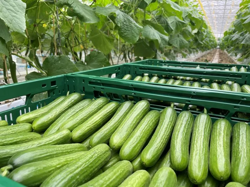 Ви зараз переглядаєте Стало відомо, з яких цін розпочався сезон тепличних огірків в Україні