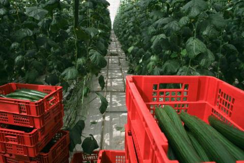 Ви зараз переглядаєте Структурні варіації в огірках: нові відкриття у селекції