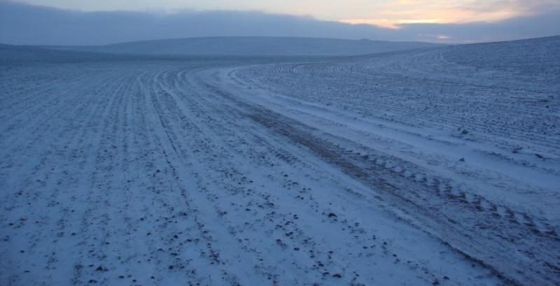 Аграрії корегуватимуть сівозміну зважаючи на стан озимих культур після зимівлі