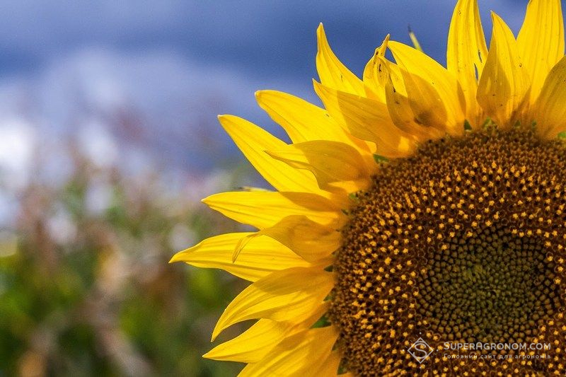 Ви зараз переглядаєте Аграрний сезон-2025 довів: один прибутковий рік соняшнику не компенсує системних ризиків