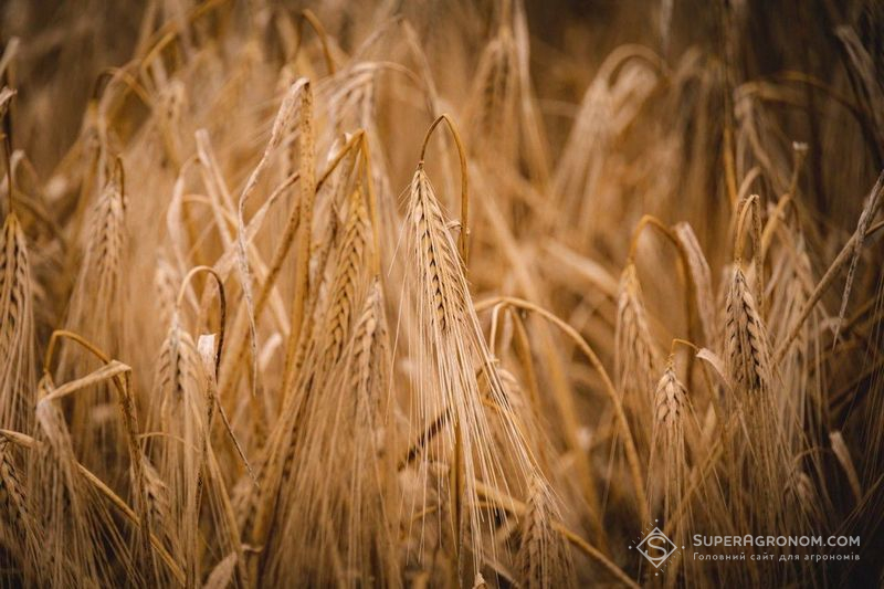 Ви зараз переглядаєте Аналітики очікують скорочення посівних площ під зерновими на 4% в сезоні 2026