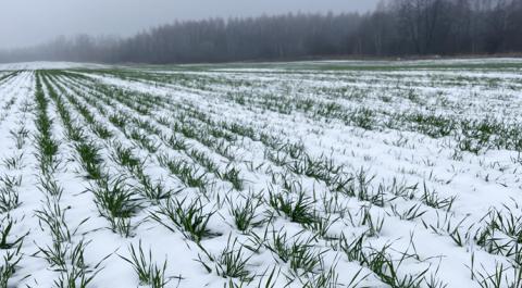 Ви зараз переглядаєте Похолодання до –30 °C створює загрозу для озимих на півдні та в центрі