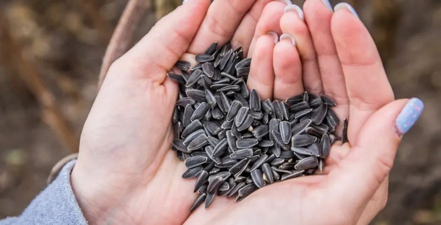 Ви зараз переглядаєте Переробники соняшнику почали платити до $710 за т