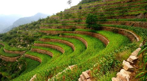 Ви зараз переглядаєте Китай презентував Sinong — першу відкриту AI-модель для агросектору