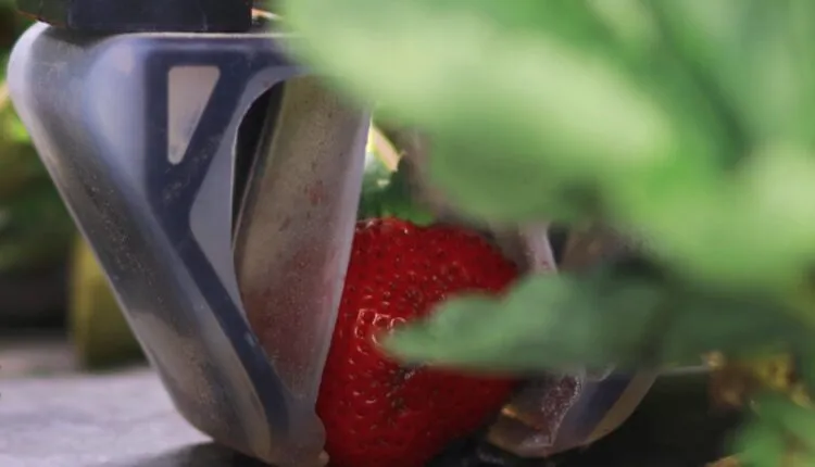 Ви зараз переглядаєте Вчені створили роботів, які збирають ягоди на одному рівні з людьми