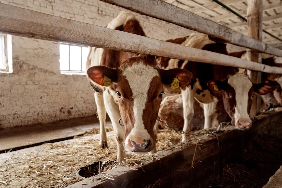 Ви зараз переглядаєте Через падіння цін на молоко Україна ініціює нову програму підтримки ферм