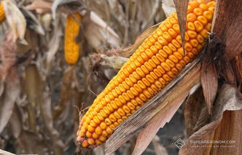 Ви зараз переглядаєте Частка гібридів кукурудзи з ФАО 350 і вище скоротиться, ключовим сегментом залишається ФАО 280-330