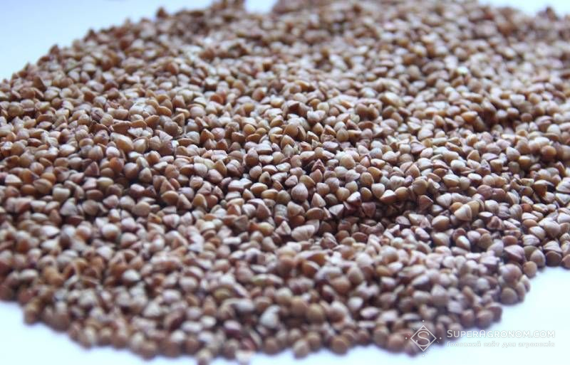 Ви зараз переглядаєте Через низький урожай гречки в Україні спостерігається її дефіцит