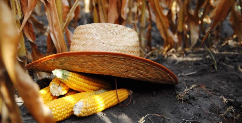 Через високу ціну українська кукурудза втрачає конкурентність на зовнішніх ринках — брокери Через високу ціну українська кукурудза втрачає конкурентність на зовнішніх ринках — брокери