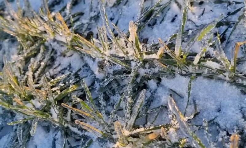 Ви зараз переглядаєте Чи загрожує посівам озимої пшениці обледеніння листків — пояснив науковець