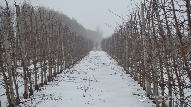 Ви зараз переглядаєте Чим загрожує обледеніння фруктових дерев, розповів Сергій Авраменко