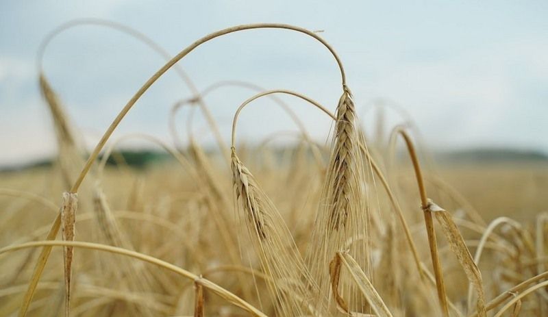 Ви зараз переглядаєте Ціни на ячмінь продовжують зростання в Україні та світі