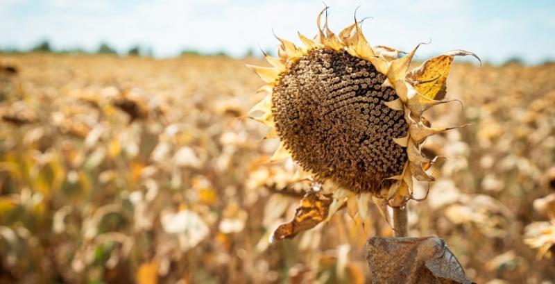 Ціни на соняшник в портах зросли до 30 тисяч грн/т Ціни на соняшник в портах зросли до 30 тисяч грн/т