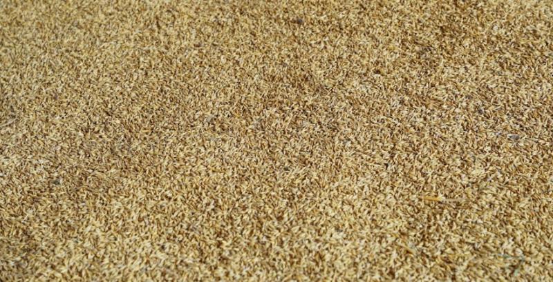 Ціни попиту на фуражний ячмінь залишаються стабільними
