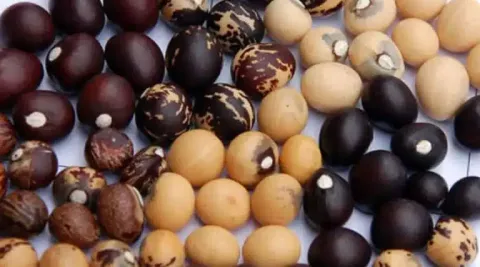 Ви зараз переглядаєте Бамбарський земляний горіх: нові перспективи для бобових культур