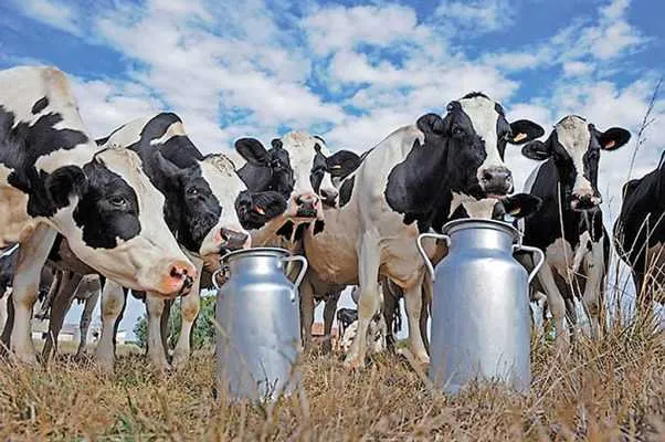 Ви зараз переглядаєте В Україні більшість молочних ферм на межі закриття