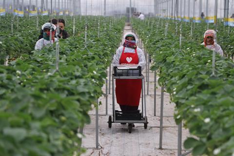 Ви зараз переглядаєте Інноваційна теплиця в Адані: гідропонні полуниці з підтримкою ШІ експортуються до 7 країн