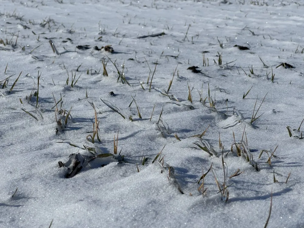 Ви зараз переглядаєте На Полтавщині аграрії занепокоєні станом озимих через глибоке промерзання ґрунту