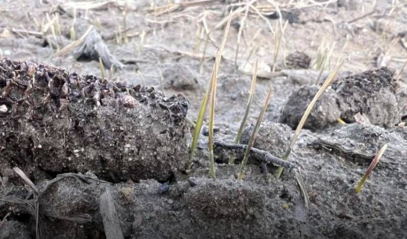 Ви зараз переглядаєте Для відновлення ослаблених посівів озимої пшениці ранньою весною слід використовувати швидкодіючі добрива, що містять нітрати, — думка