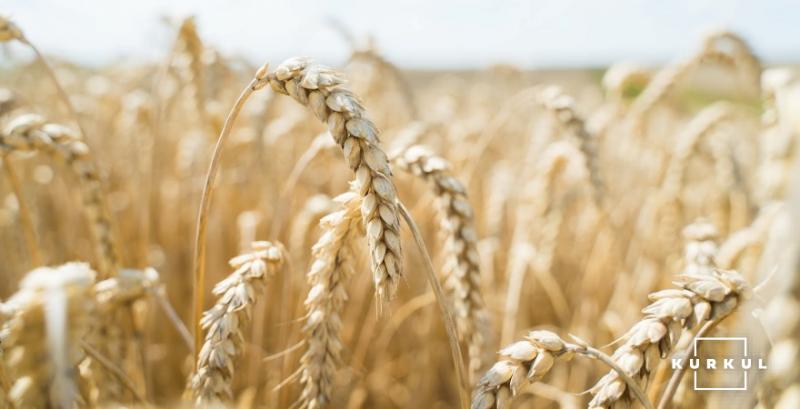 До середини березня ринок пшениці зберігатиме висхідну динаміку — аналітики