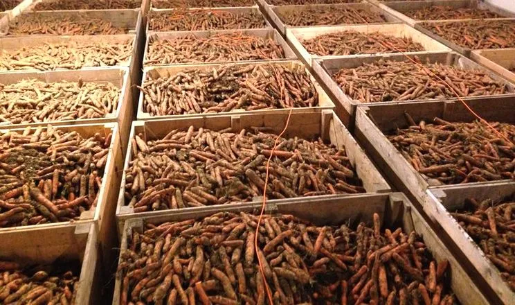 Ви зараз переглядаєте Фермер розповів, як зберігає овочі без холодильників 