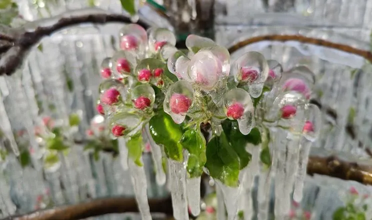 Ви зараз переглядаєте Вітчизняні вчені назвали сорти яблунь, найбільш і найменш стійкі до заморозків