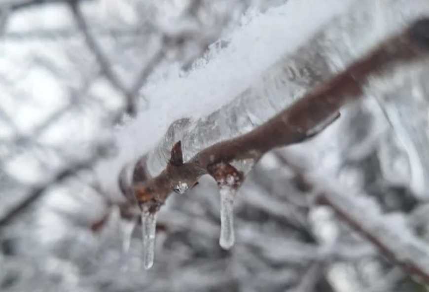 Ви зараз переглядаєте Від цьогорічних великих морозів в Україні постраждали кісточкові