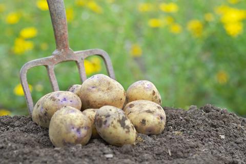 Ви зараз переглядаєте Руанда тестує нові сорти картоплі для підвищення врожайності та стійкості до фітофторозу