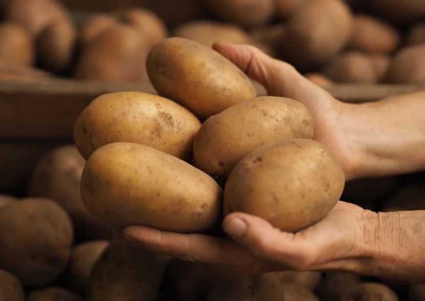 Ви зараз переглядаєте Ціни на картоплю в Україні за тиждень зросли на 14%