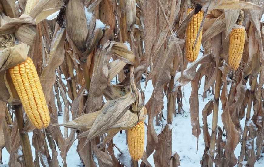 Ви зараз переглядаєте Аграрії України можуть зібрати ще понад 2 млн тонн кукурудзи